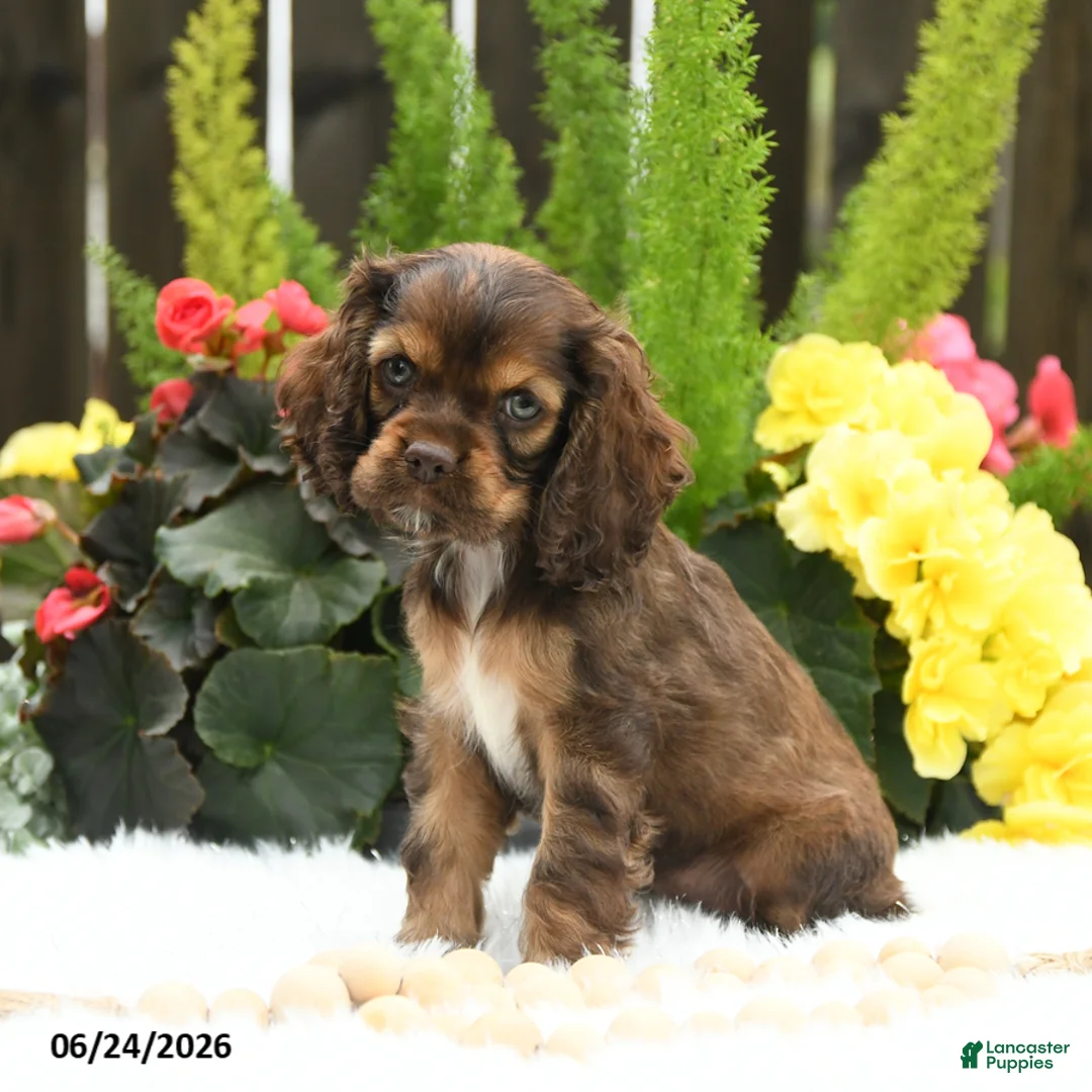 English Cocker Spaniel dogs for sale: Sunshine - Ad 2