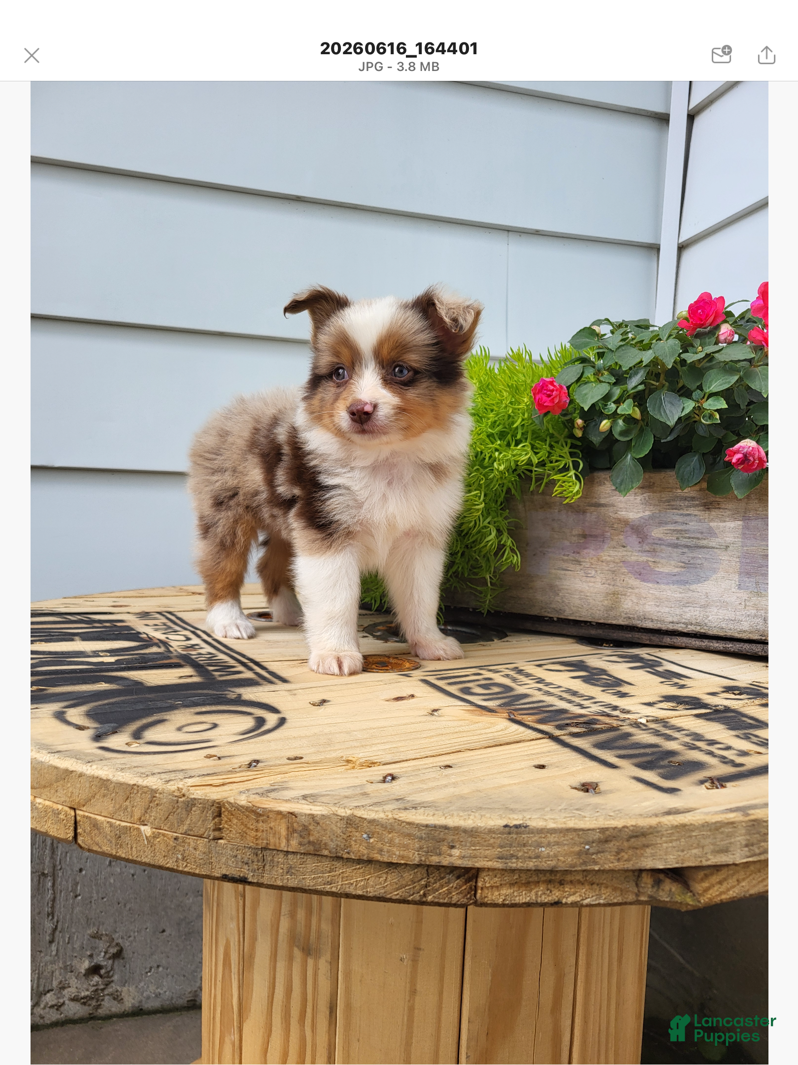 Miniature Australian Shepherd dogs Miniature Australian Shepherd 1 - Ad 1