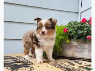 Miniature Australian Shepherd dogs for sale: Miniature Australian Shepherd 1 - Ad 2