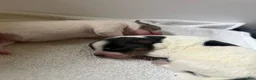 Australian Cattle Dog dogs for sale: Puppy 10 - Ad 20