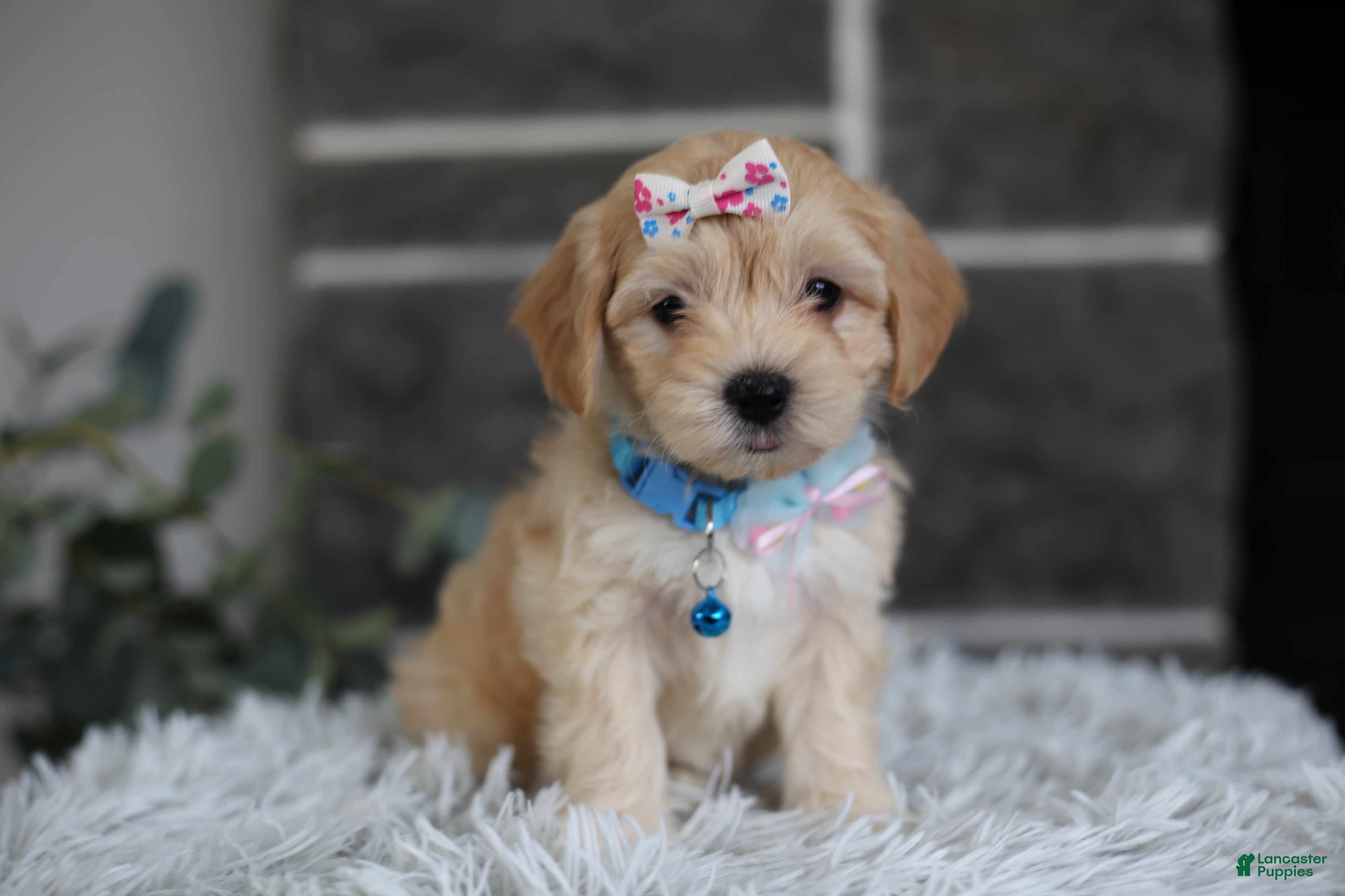 Maltipoo dogs Millie - Ad 27