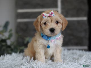 Maltipoo dogs Millie - Ad 34