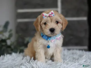 Maltipoo dogs Millie - Ad 24