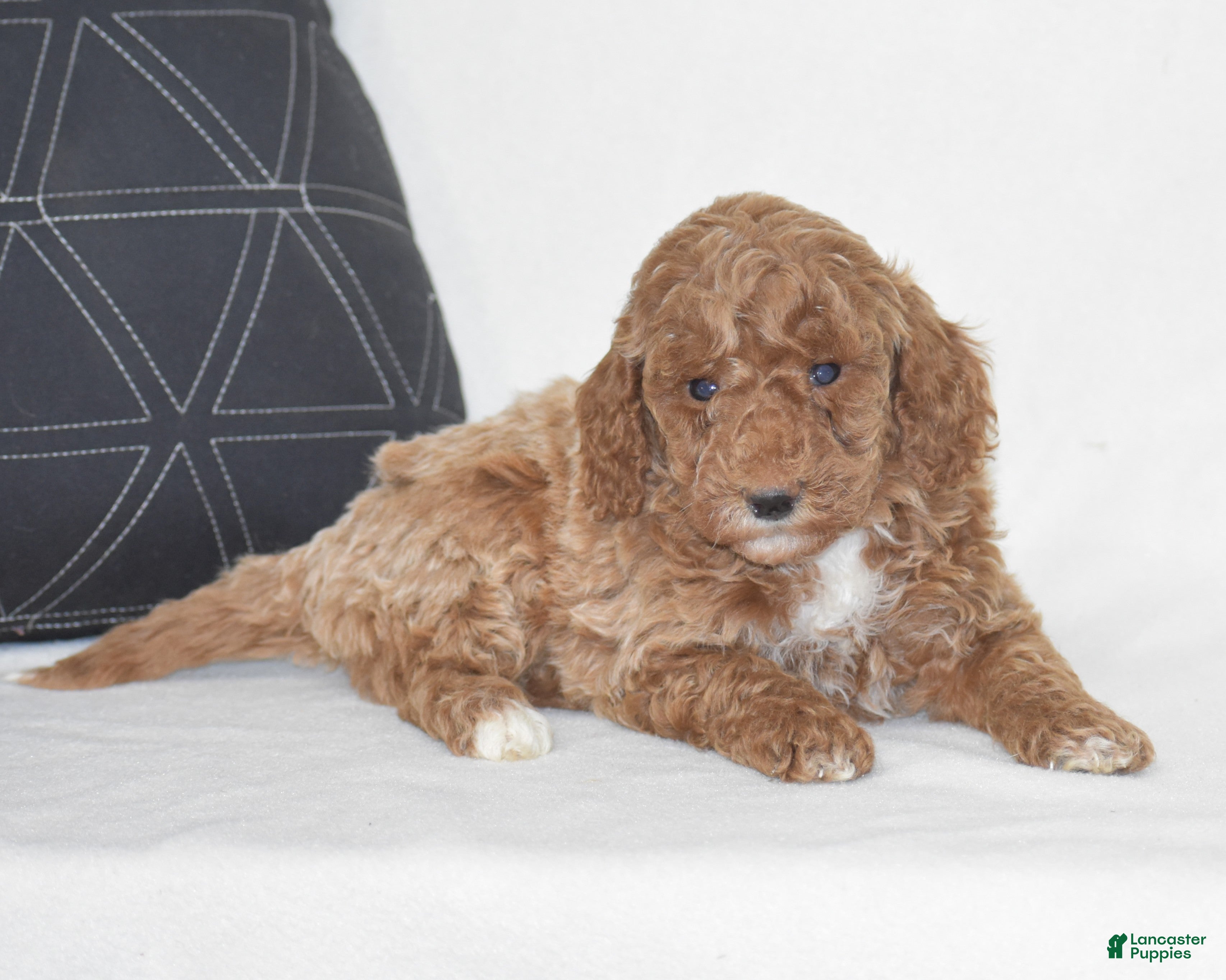 Miniature Poodle dogs Edrik - Ad 2