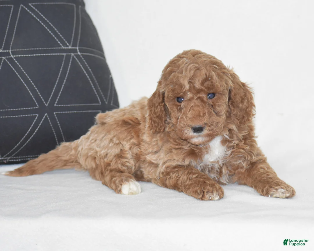 Miniature Poodle dogs for sale: Edrik - Ad 2