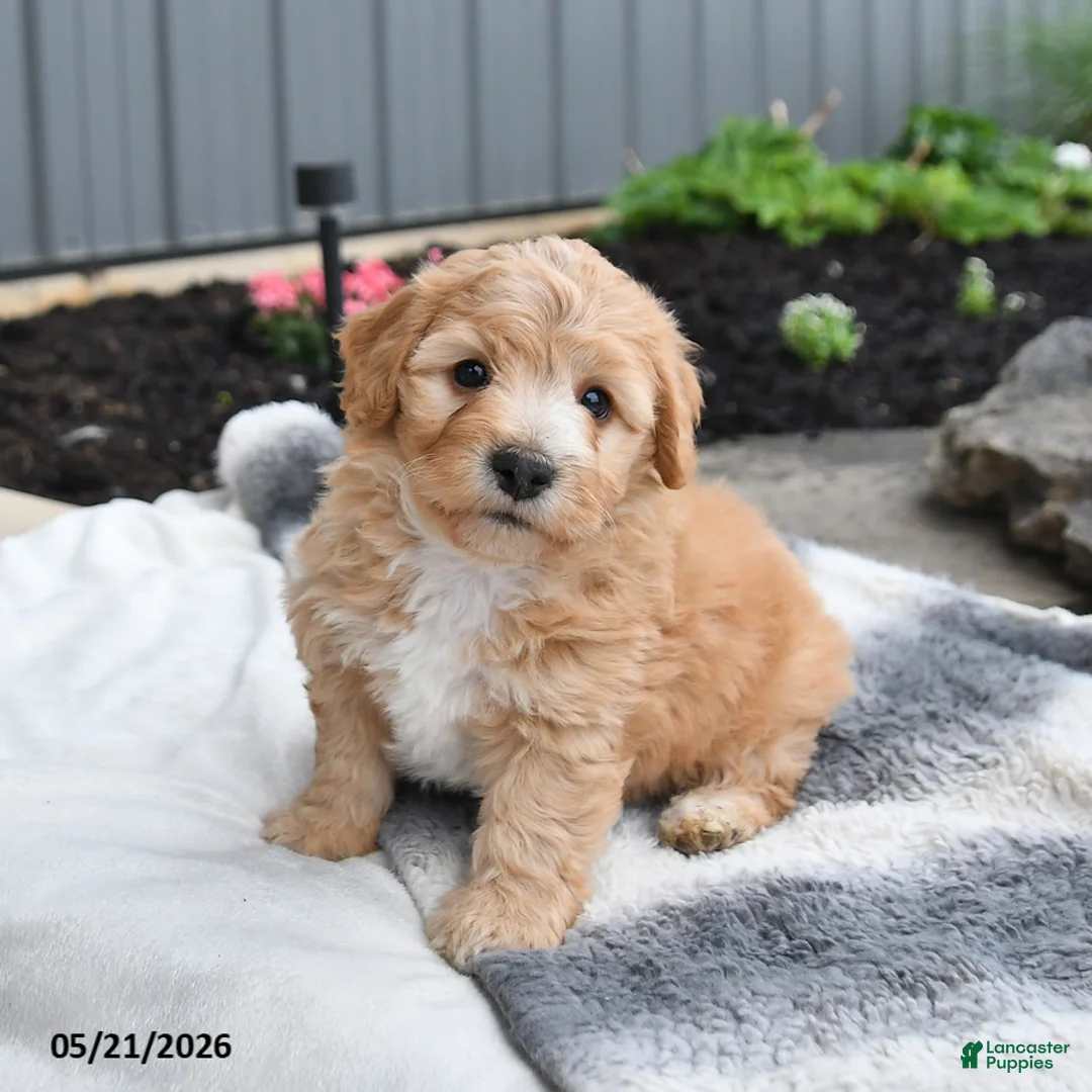 Bichpoo dogs for sale: Jimbo - Ad 2