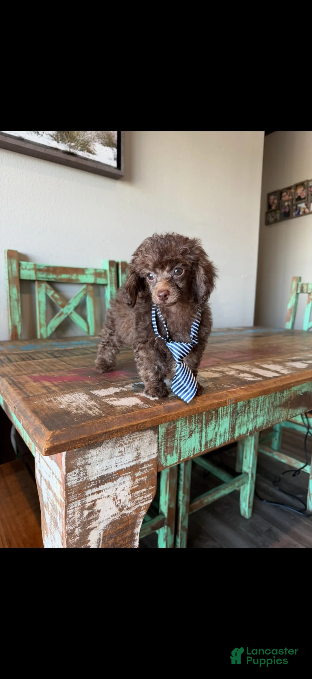 Toy Poodle dogs for sale: Akc Luke 💙 - Ad 2
