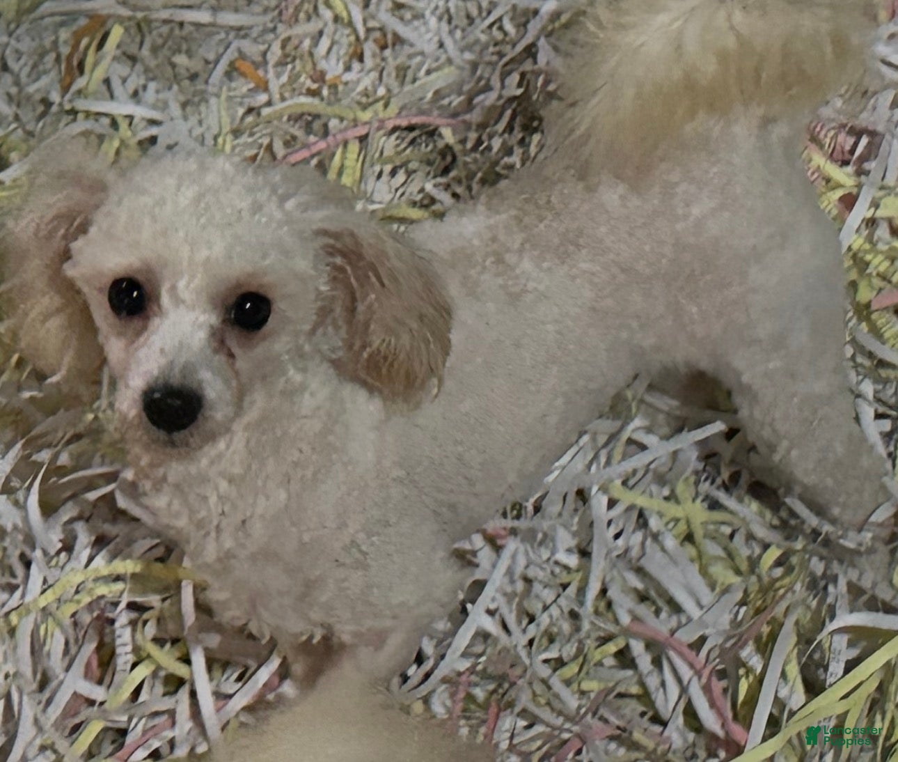 Miniature Poodle dogs Miniature Poodle Puppy 1 - Ad 32