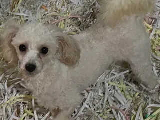 Miniature Poodle dogs Miniature Poodle Puppy 1 - Ad 37