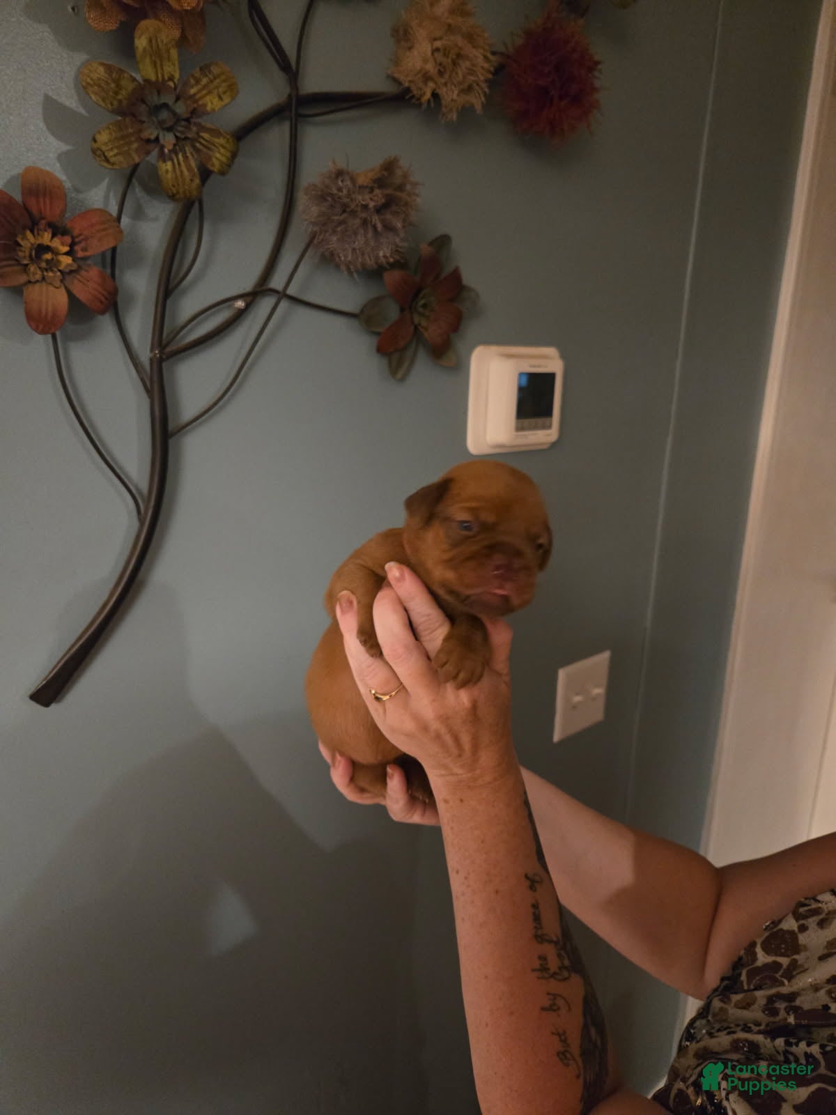 Bullmastiff dogs Red Female - Ad 2