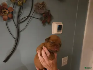 Bullmastiff dogs Red Female - Ad 2