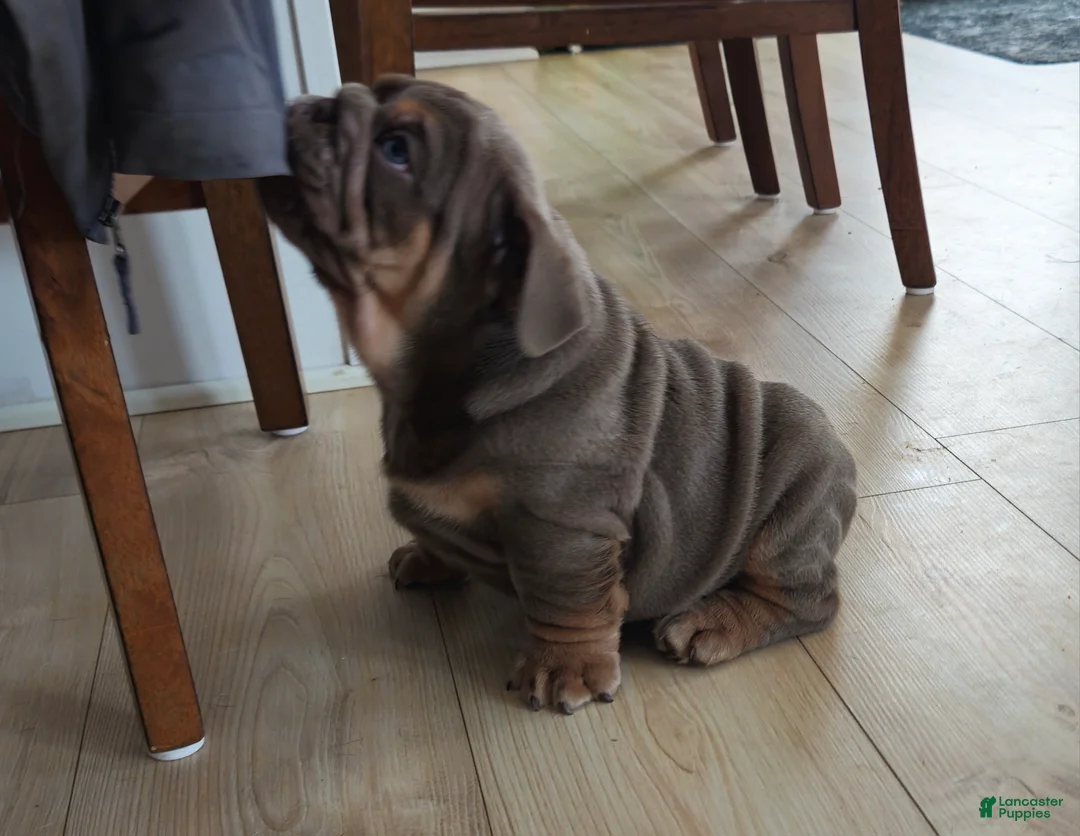 English Bulldog dogs for sale: English Bulldog Puppy 1 - Ad 3