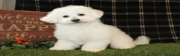 Bichon Frise dogs for sale: Sara - Ad 6