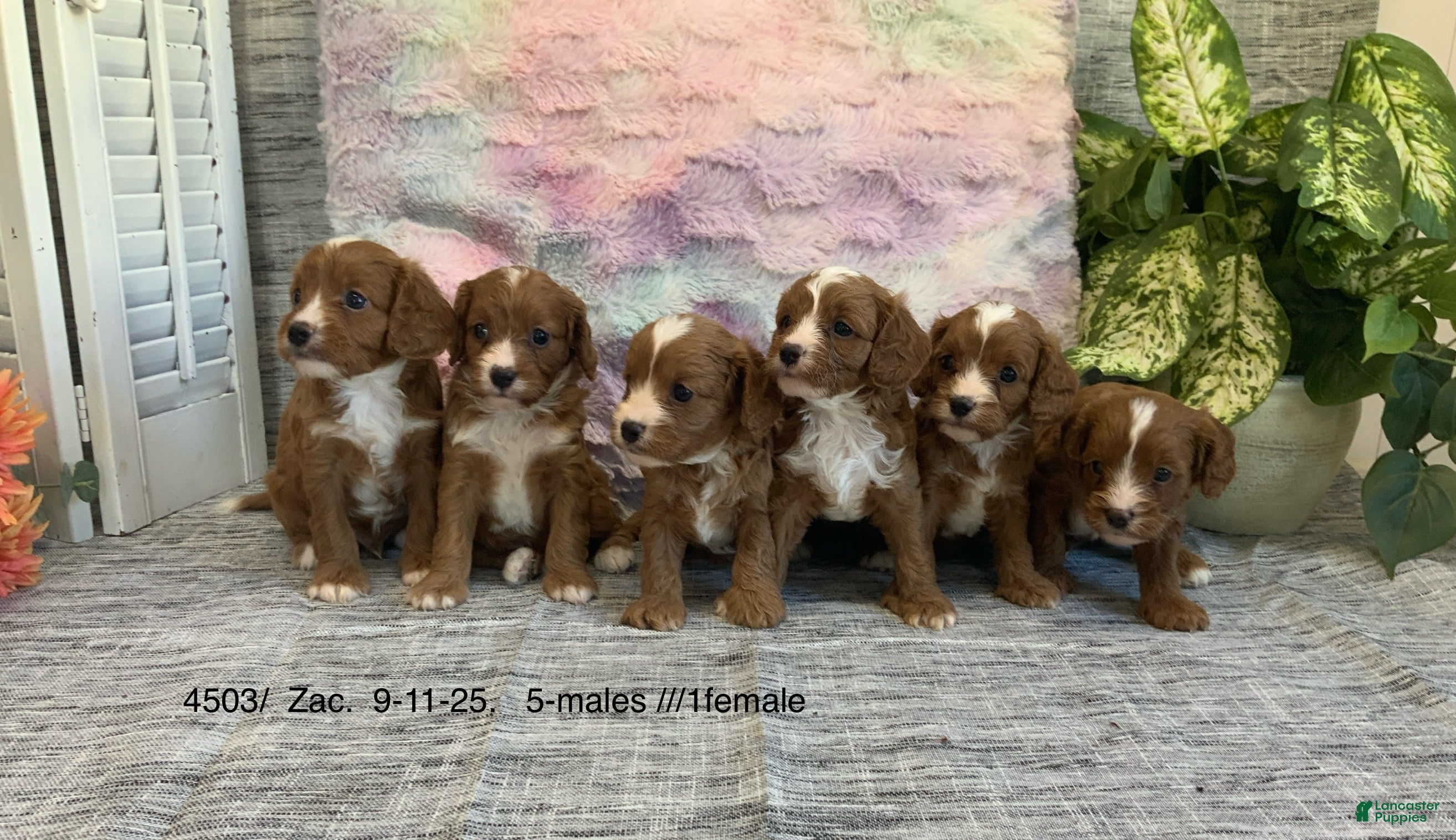 Cavapoo dogs Kallie - Ad 1