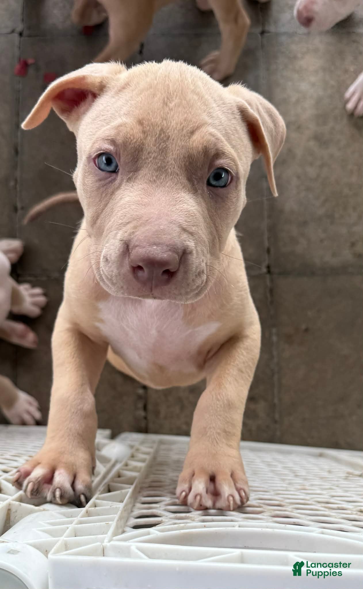 Mixed Breed dogs Mixed Breed Puppy 3 - Ad 6