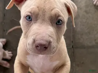 Mixed Breed dogs Mixed Breed Puppy 3 - Ad 6