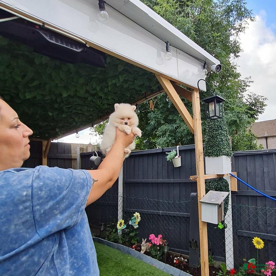 Pomeranian dogs for sale: James - Ad 4