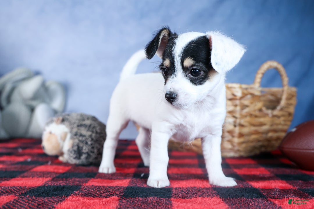 Chipoo dogs for sale: Kisses - Ad 7