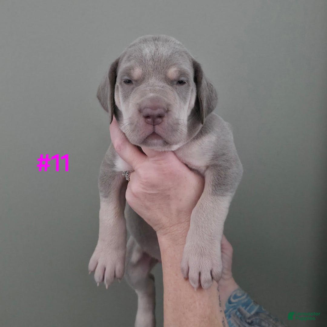Great Dane dogs for sale: Great Dane Puppy 11 - Ad 2