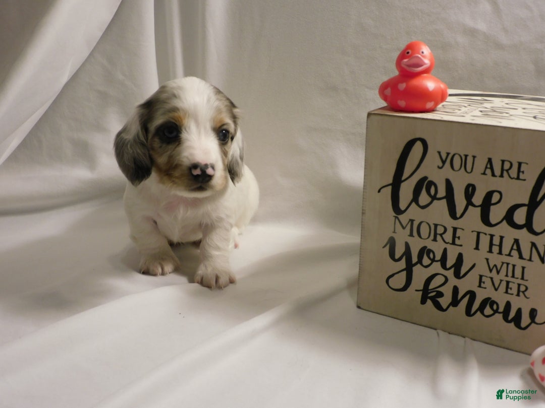 Miniature Dachshund dogs for sale: LMA's ChampionDoxie White Chocolate Chunk - Ad 13