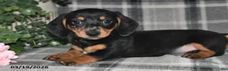 Miniature Dachshund dogs for sale: Cory - Ad 5