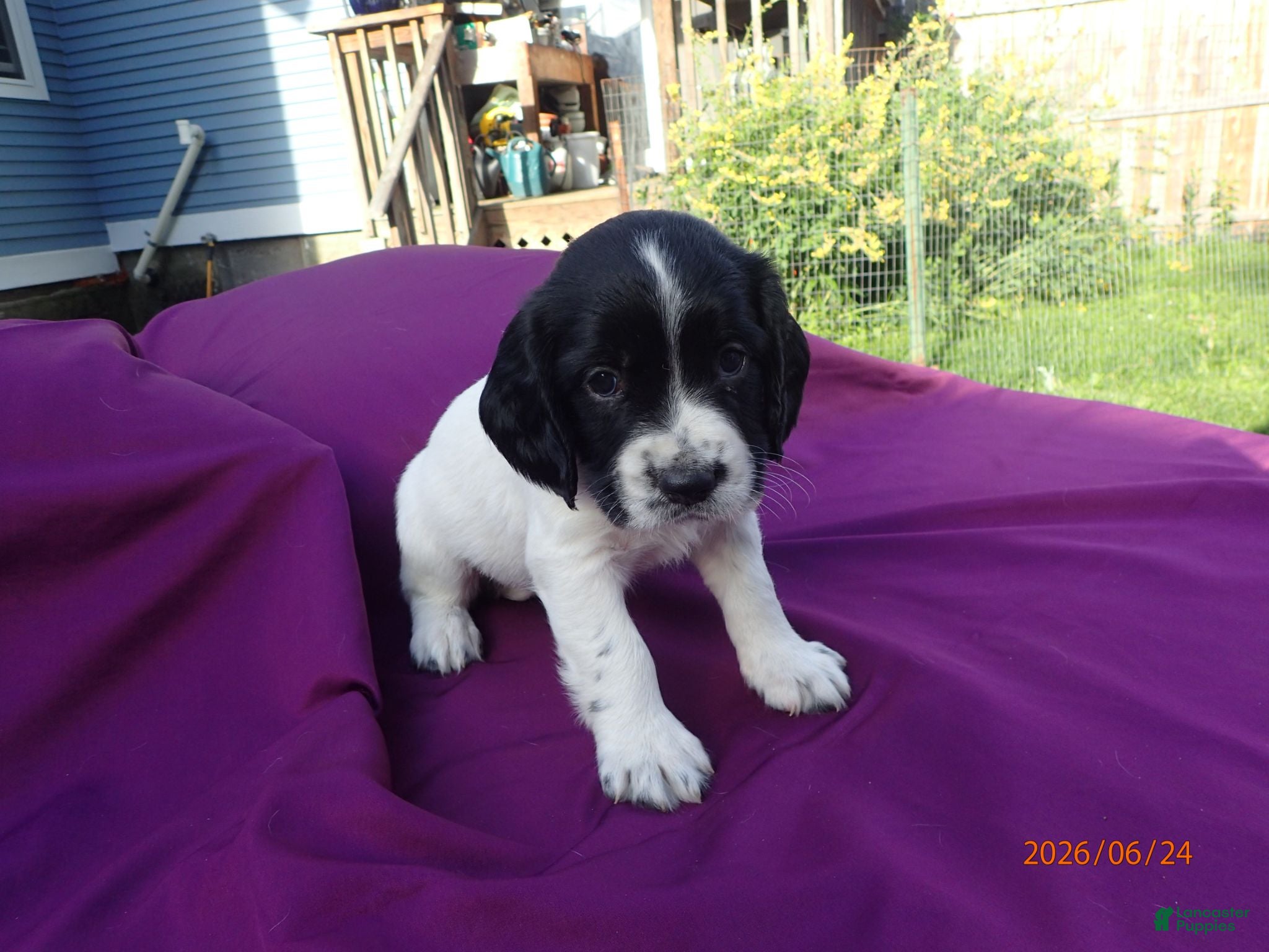 English Springer Spaniel dogs Titan - Ad 11