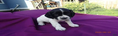 Titan