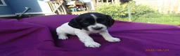 English Springer Spaniel dogs for sale: Titan - Ad 1