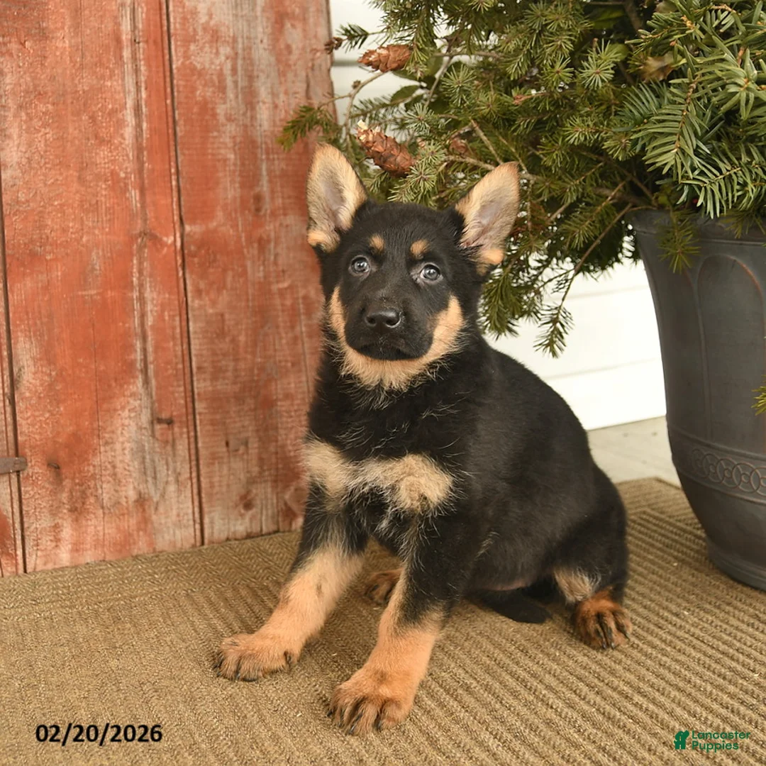 German Shepherd dogs for sale: Britt  - Ad 1