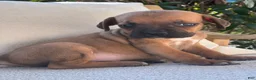 Cane Corso dogs for sale: Cane Corso Red  - Ad 3