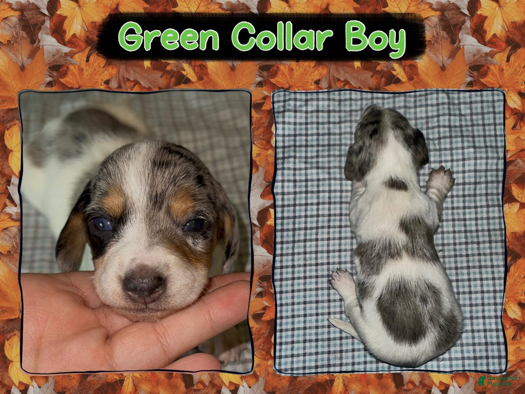 Miniature Dachshund dogs for sale: Green Collar Boy - Ad 2