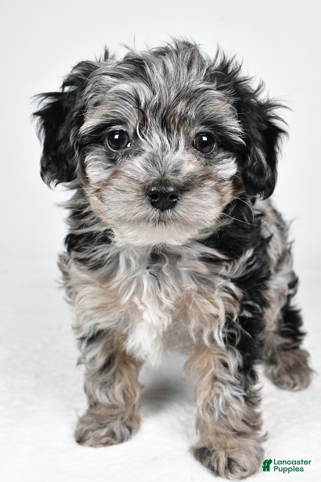 Yorkiepoo dogs for sale: Jingle - Ad 3