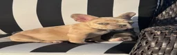 French Bulldog dogs for sale: French Bulldog 3 - Ad 6