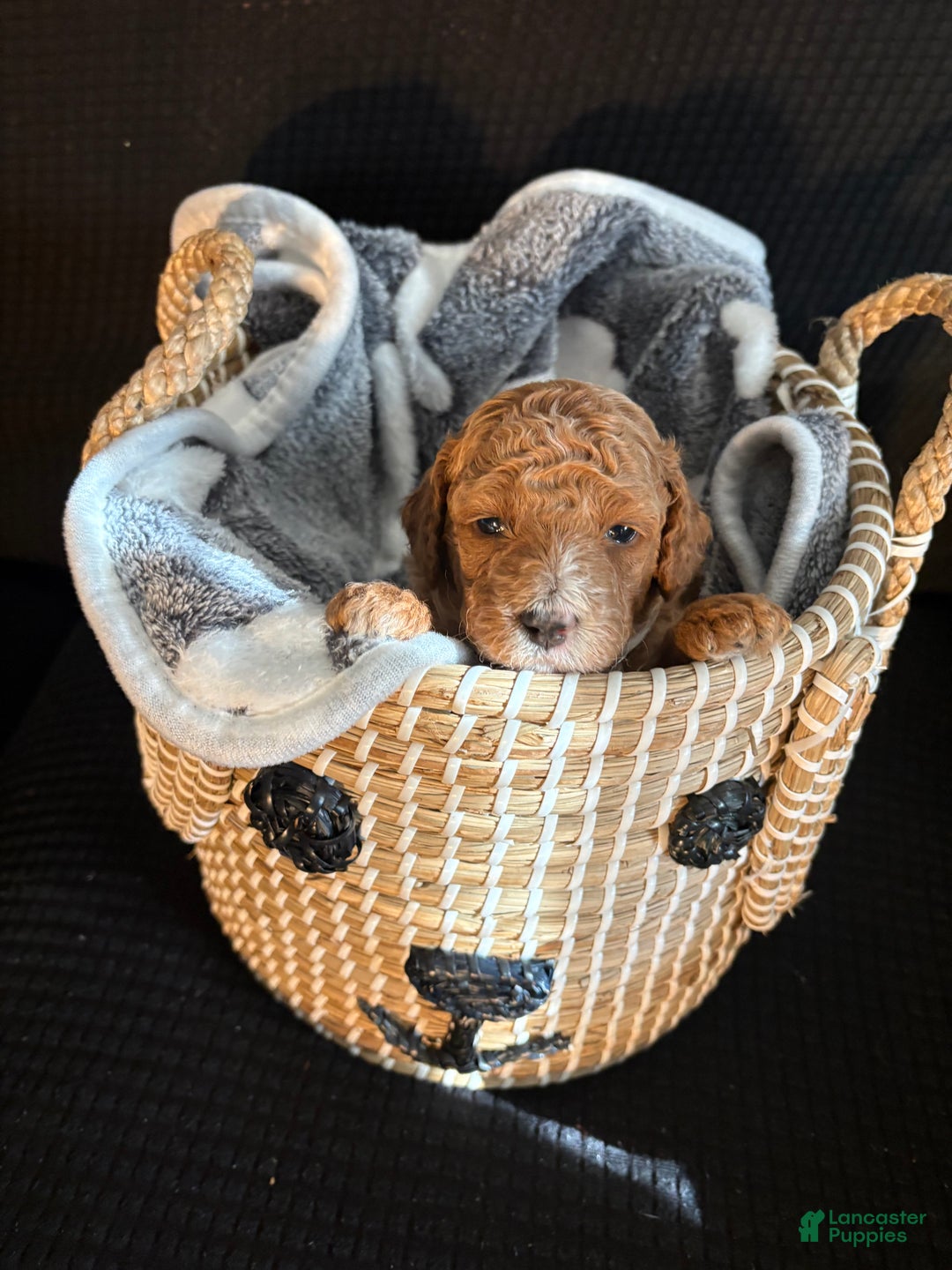 Bichpoo dogs for sale: Bichpoo Puppy 4 - Ad 1