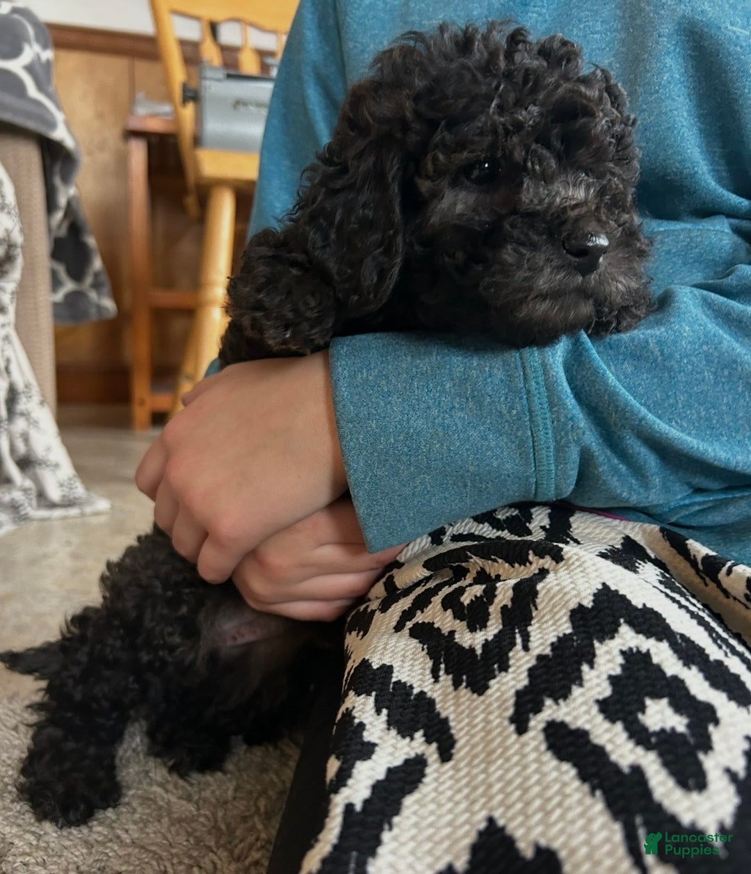 Cockapoo dogs for sale: Bella - Ad 6