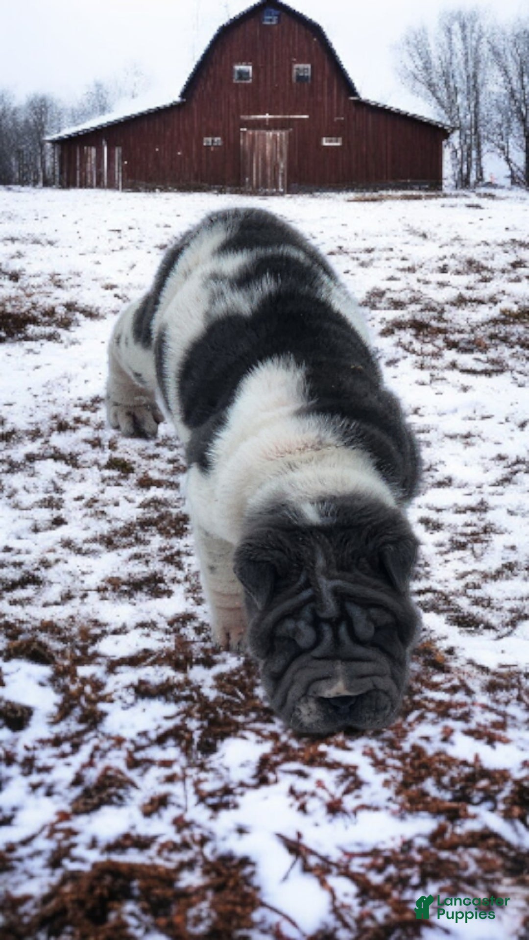 Shar Pei dogs for sale: Bluella blue flower mini - Ad 7