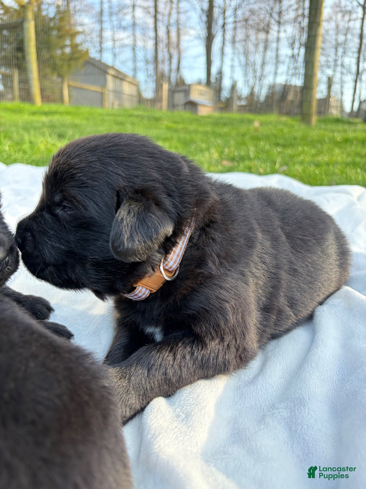 Newfoundland dogs Bear - Ad 2