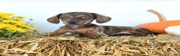 Miniature Dachshund dogs for sale: Myles - Ad 5