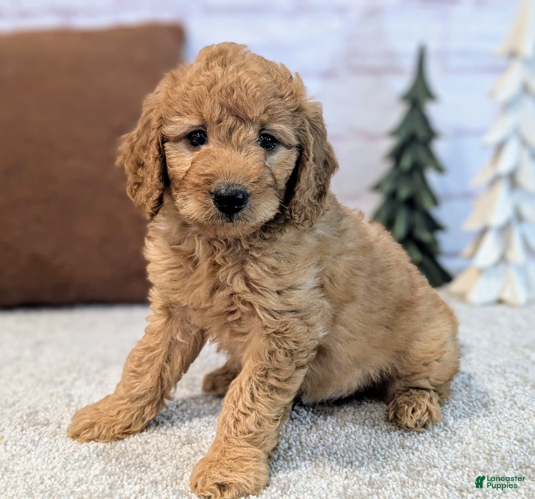 Mini Goldendoodle dogs for sale: Theo - Ad 3