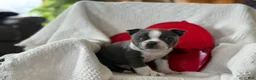 Boston Terrier dogs for sale: Ronnie - Ad 5