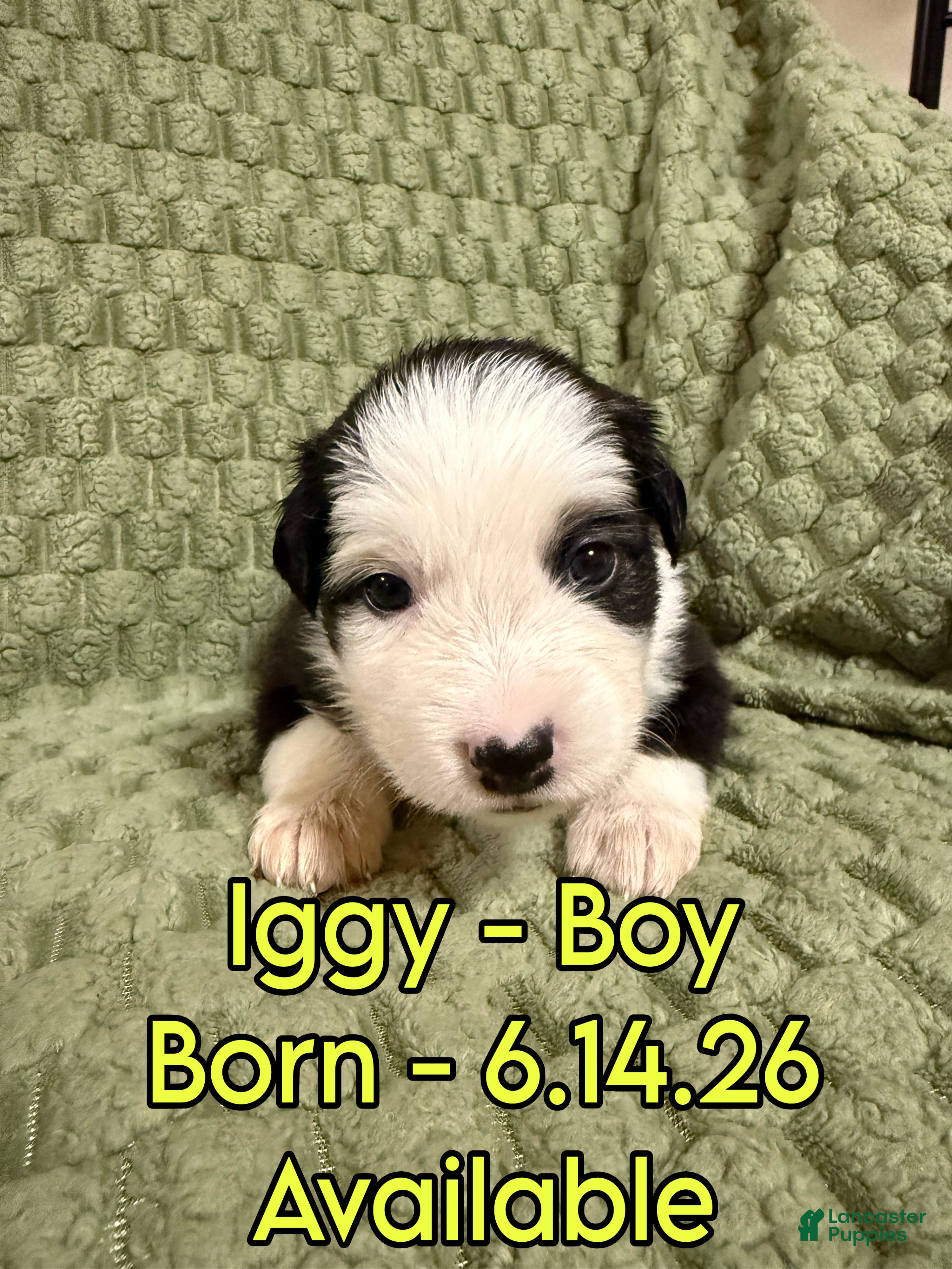 Australian Shepherd dogs Iggy - Ad 12