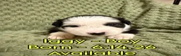 Australian Shepherd dogs for sale: Iggy - Ad 1