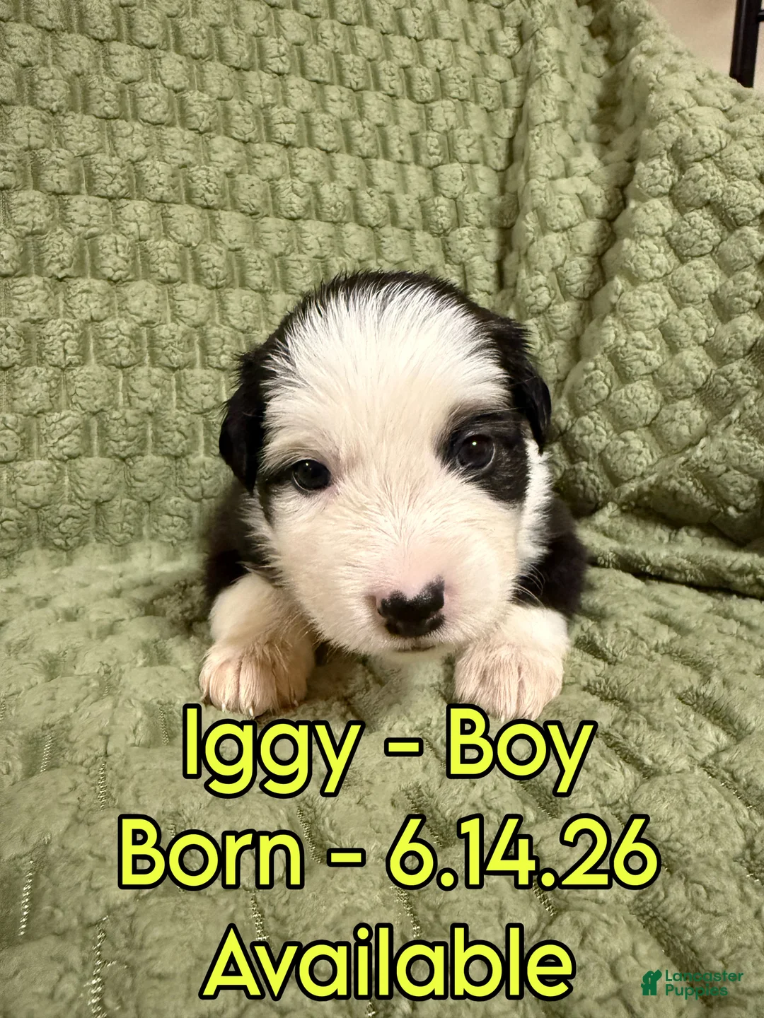 Australian Shepherd dogs for sale: Iggy - Ad 1