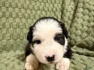 Australian Shepherd dogs Iggy - Ad 12
