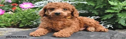 Miniature Poodle dogs for sale: Fritz - Ad 4