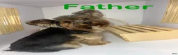 Mixed Breed dogs for sale: King - Ad 11