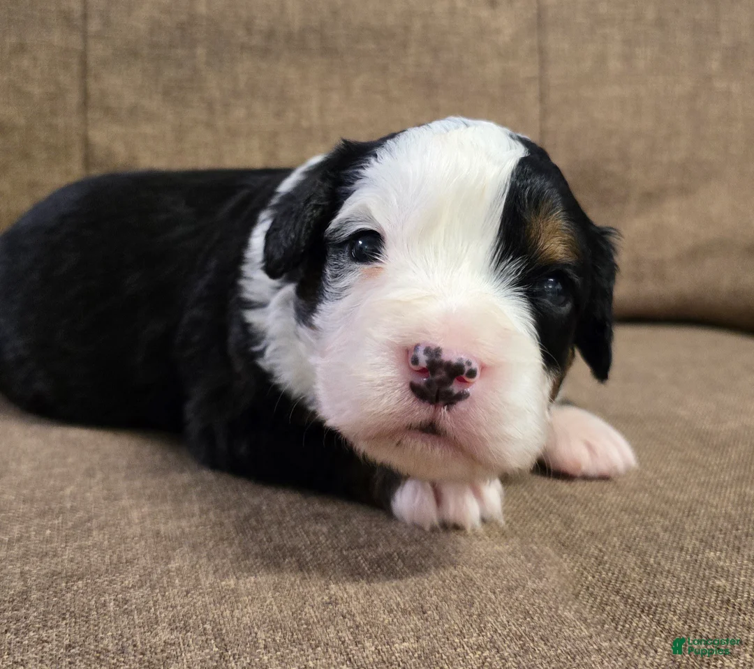 Miniature Bernese Mountain Dog dogs for sale: Tom Collins - Ad 1