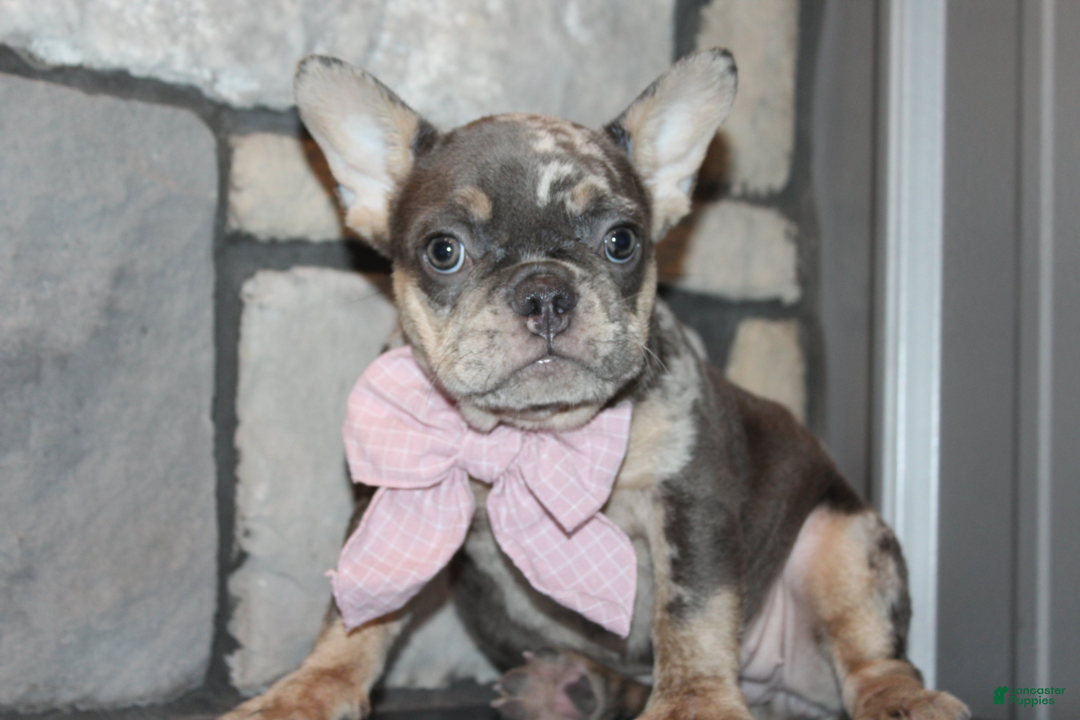 French Bulldog dogs AKC Bella - Ad 2