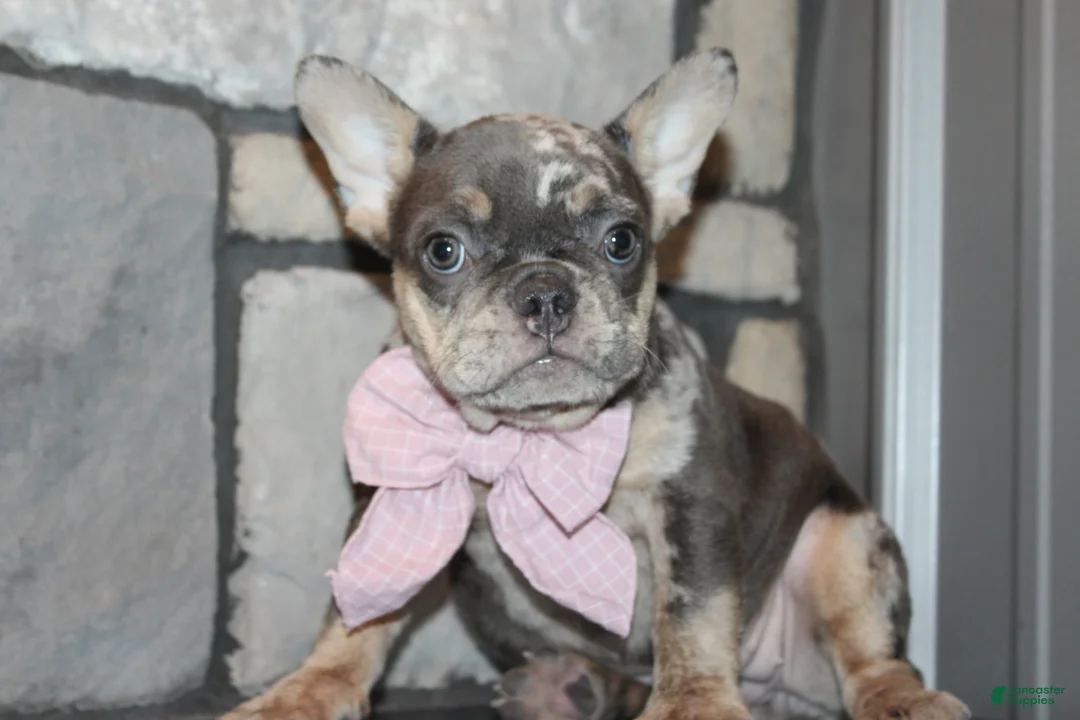 French Bulldog dogs for sale: AKC Bella - Ad 2