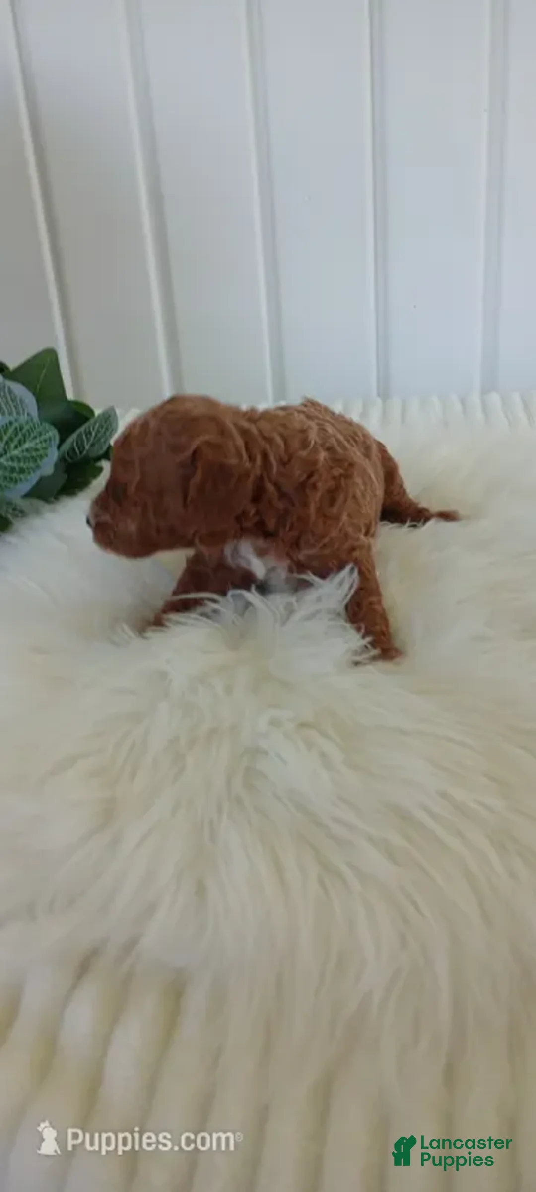 Mini Goldendoodle dogs for sale: Mr. Lotus - Ad 2